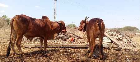 ગીર ગાય ના વાસડા સાવ સોજા બીજી ધર