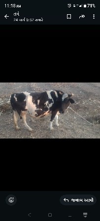 hf ગાય વેચવાની