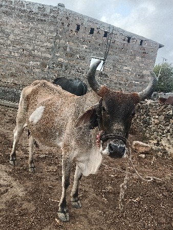 થંબનેલ 3