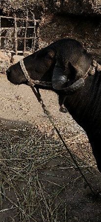 ખડેલી વેચવા ની છે પેલું વેતર છે