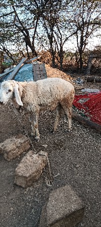 थंबनेल 3