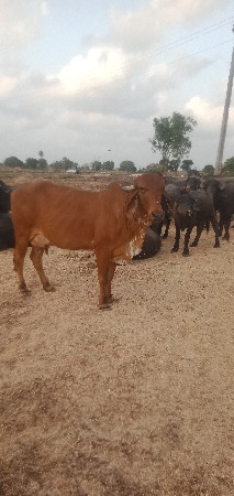 ગાય વેશવાની છે