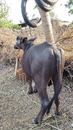 પાડો વેચવાનો છે