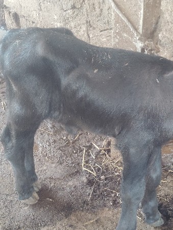 પાડો વેચવાનો છે