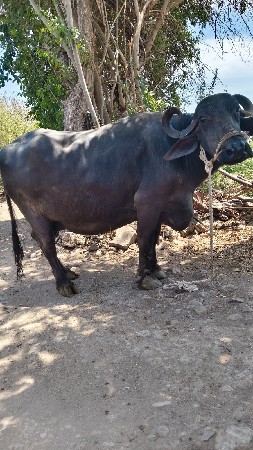 थंबनेल 2