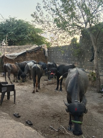 ખળેલી વેચવાની છે