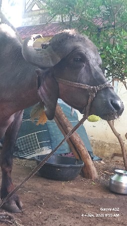 ખડેલી છે ઘરની છે કીમત