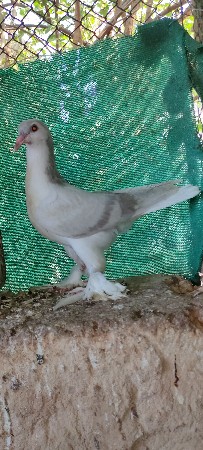 કબૂતર વેચવા નાછે