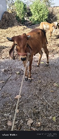 હોડકી વેચવાની છે