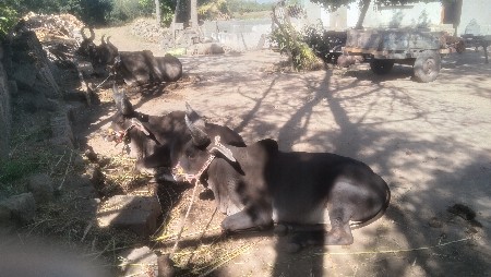 બળદ વેચવાના છે