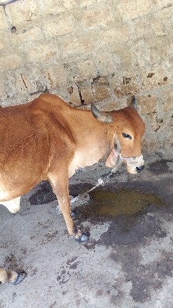 थंबनेल 3