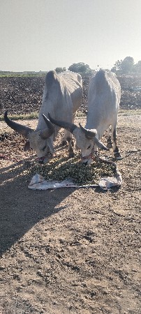 વેચવાના