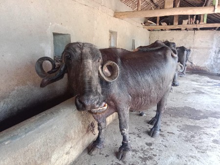 ભેંસ વેચવાની છે