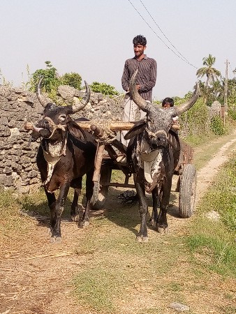 થંબનેલ 3