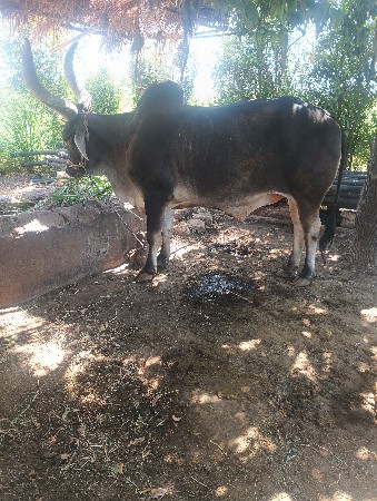 થંબનેલ 2