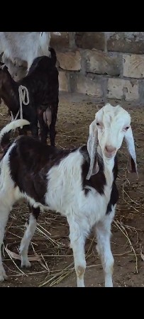 બકરા દેવાના છે.