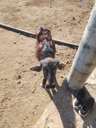 ભેશ વેસવાની છે