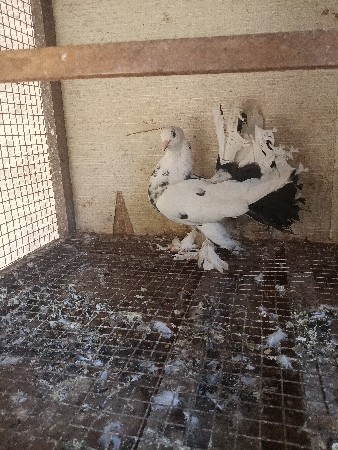 થંબનેલ 3