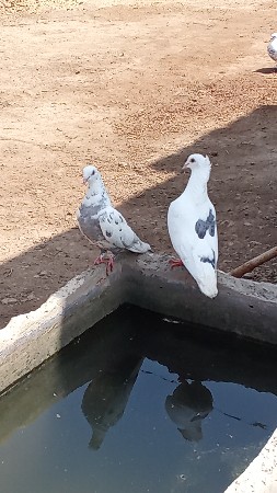 કબૂતર વેચવાના છે