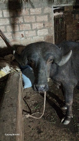 પાડો વેચવાનો છે  ત્રણ વર્ષનો છે ત્