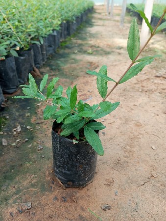 ભગવા સિંધુરી (દાડમ)