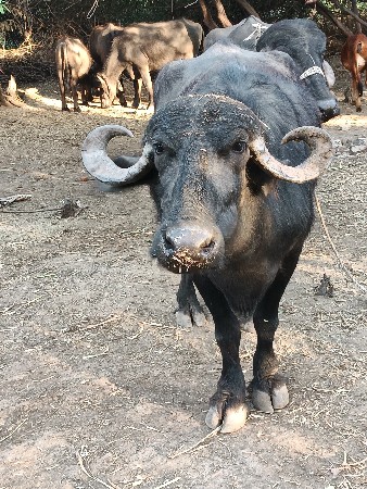 જાફરાબાદી ખડેલી વેચવાની છે