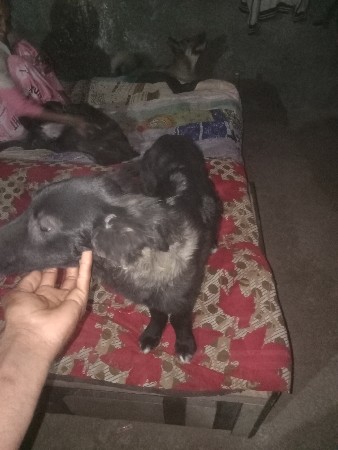 બ્લેક જર્મન ક**** દેવાની છે