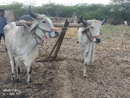 go dila vichwa nache Akela