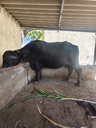 ભેંસ વેચવાની છે