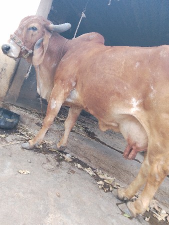 ગાય વેચવા ની સે