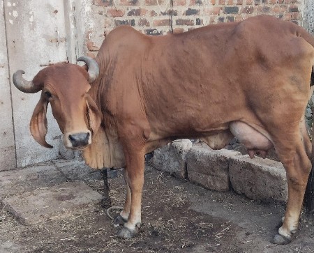 થંબનેલ 4