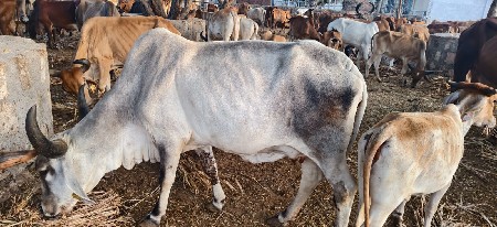 સોજી ગાય છે