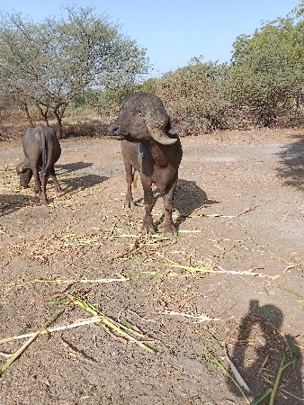 પાડો વેચવાનો છે