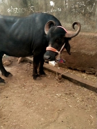 થંબનેલ 3