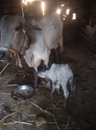 આ ગાય દેવાની છે