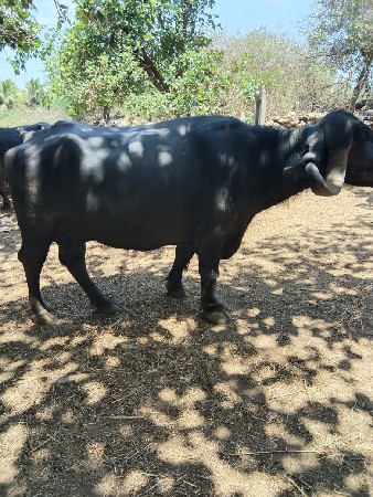 ભેંસ વેચવાની છે.