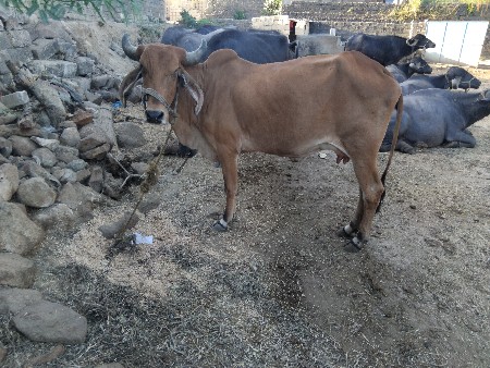 थंबनेल 3