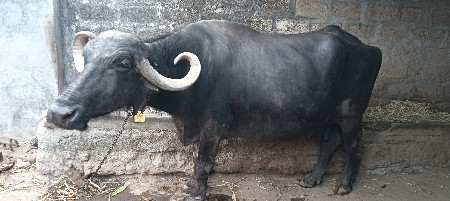 ભેંસ વેચવાની છે .