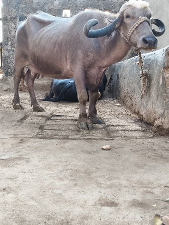 ભેંસ વેચવાની છે