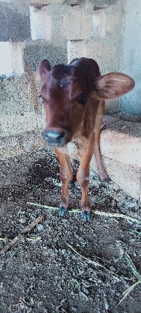 15 દિવસની વાસળી