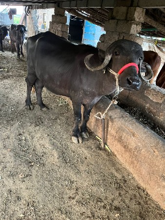 1લું વેતર