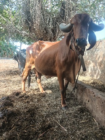 ગાય વેચવાની છે