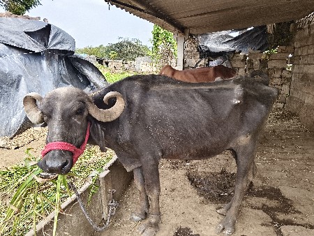 थंबनेल 2