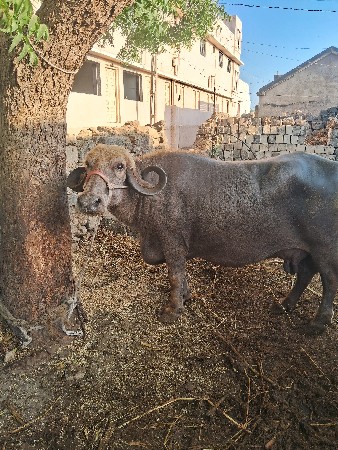 3વેતર ભેસ ધાભન છે 9 હાલે છે