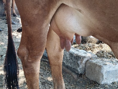 ગાય વેચવાની છે