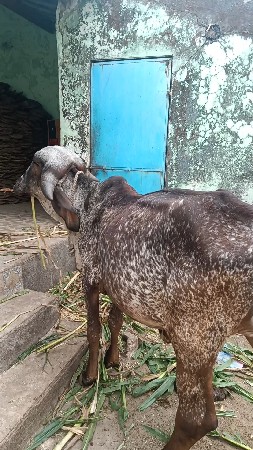 ગીર વાશડી છૅ