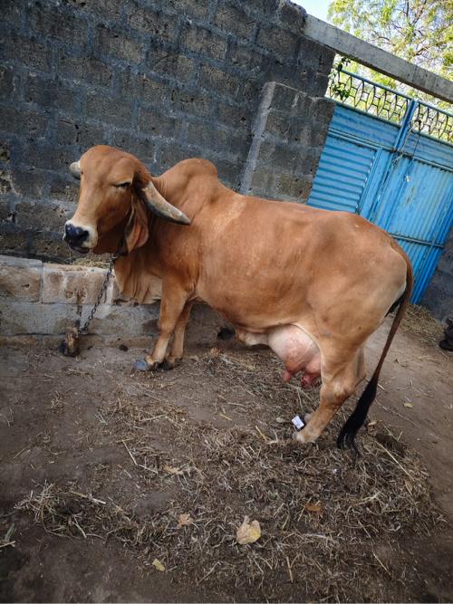 ગાય વેચવાની છે