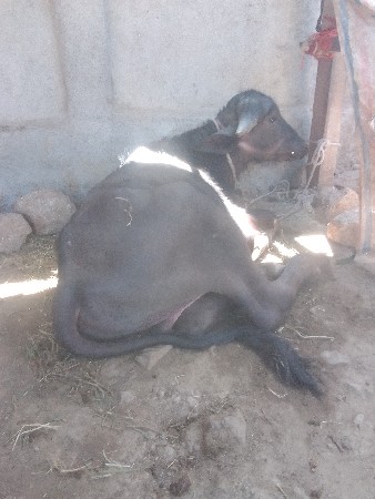 પાડો વેચવાનો છે બહુ સારો છે