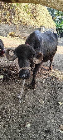 ભેંસ આપવાની છે