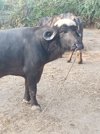 थंबनेल 2